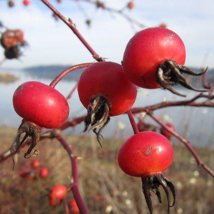 Rosehip Oil Advanced Formula