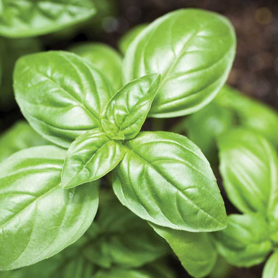 Sweet Basil Essential Oil