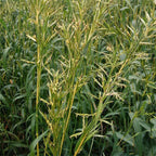 Palmarosa Essential Oil