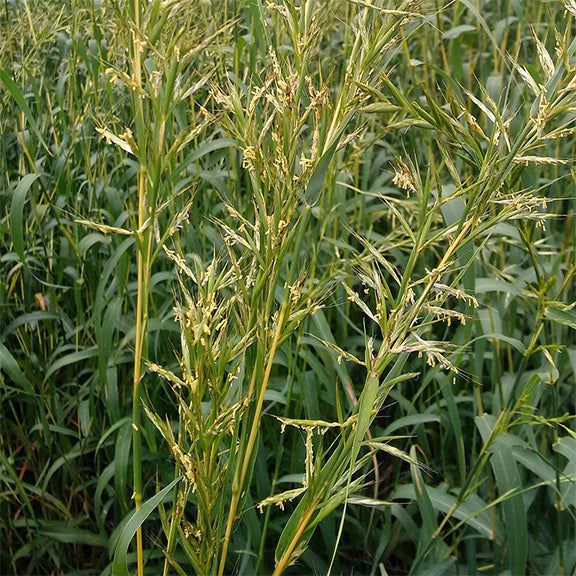 Palmarosa Essential Oil