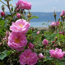 Rose Absolute Essential Oil