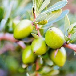 Argan Oil
