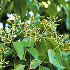 Ravensara Essential Oil