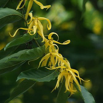Ylang-ylang Essential Oil