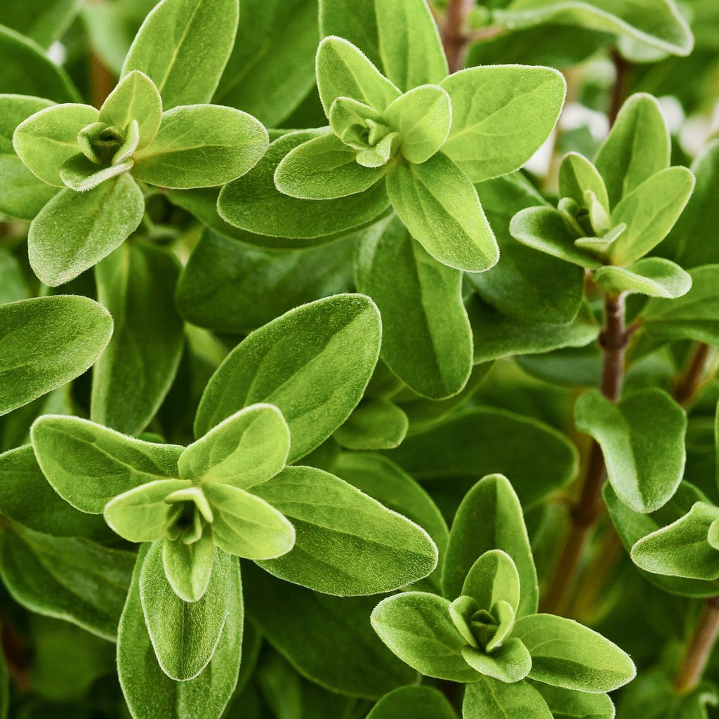 Sweet Marjoram Essential Oil