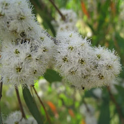 Eucalyptus Radiata Essential Oil
