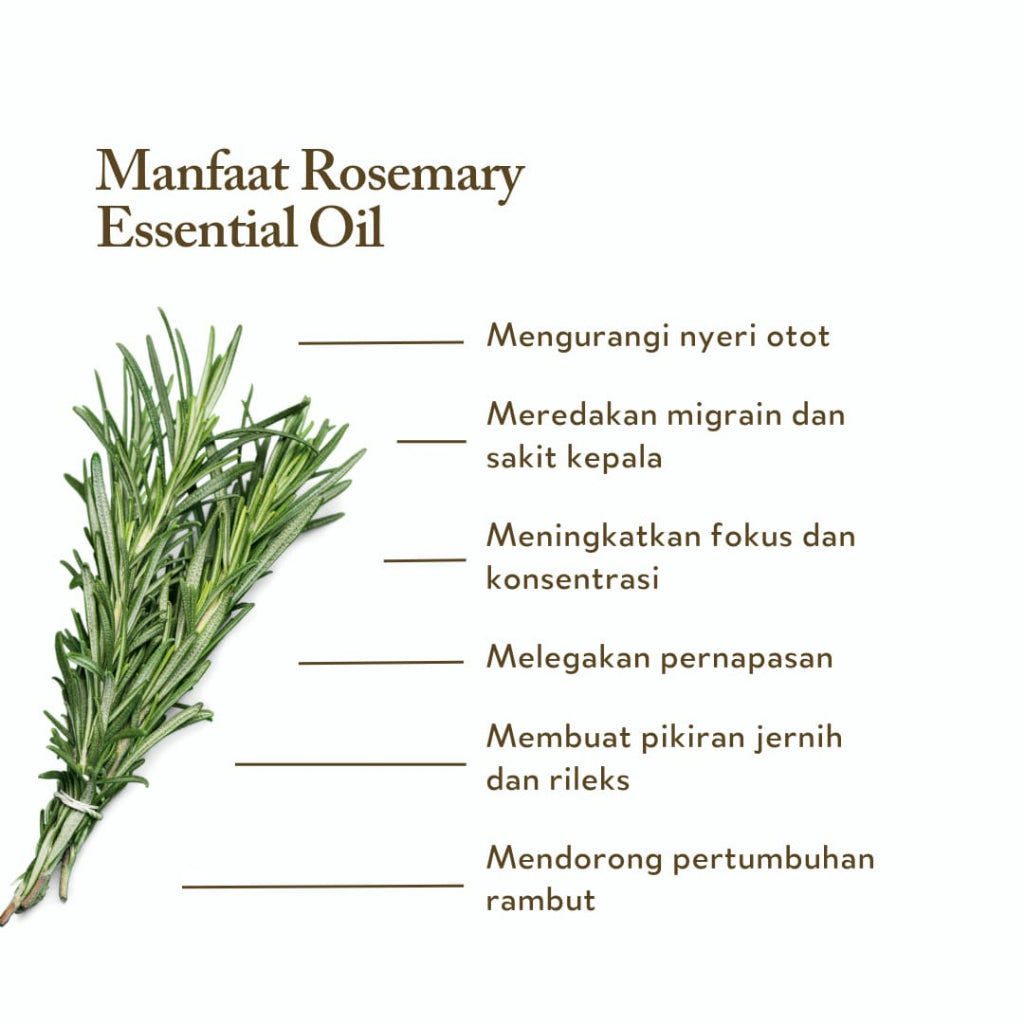 Rosemary ct Verbenone Essential Oil