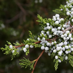 Cedarwood Essential Oil