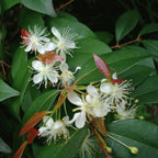 Copaiba Balsam Essential Oil