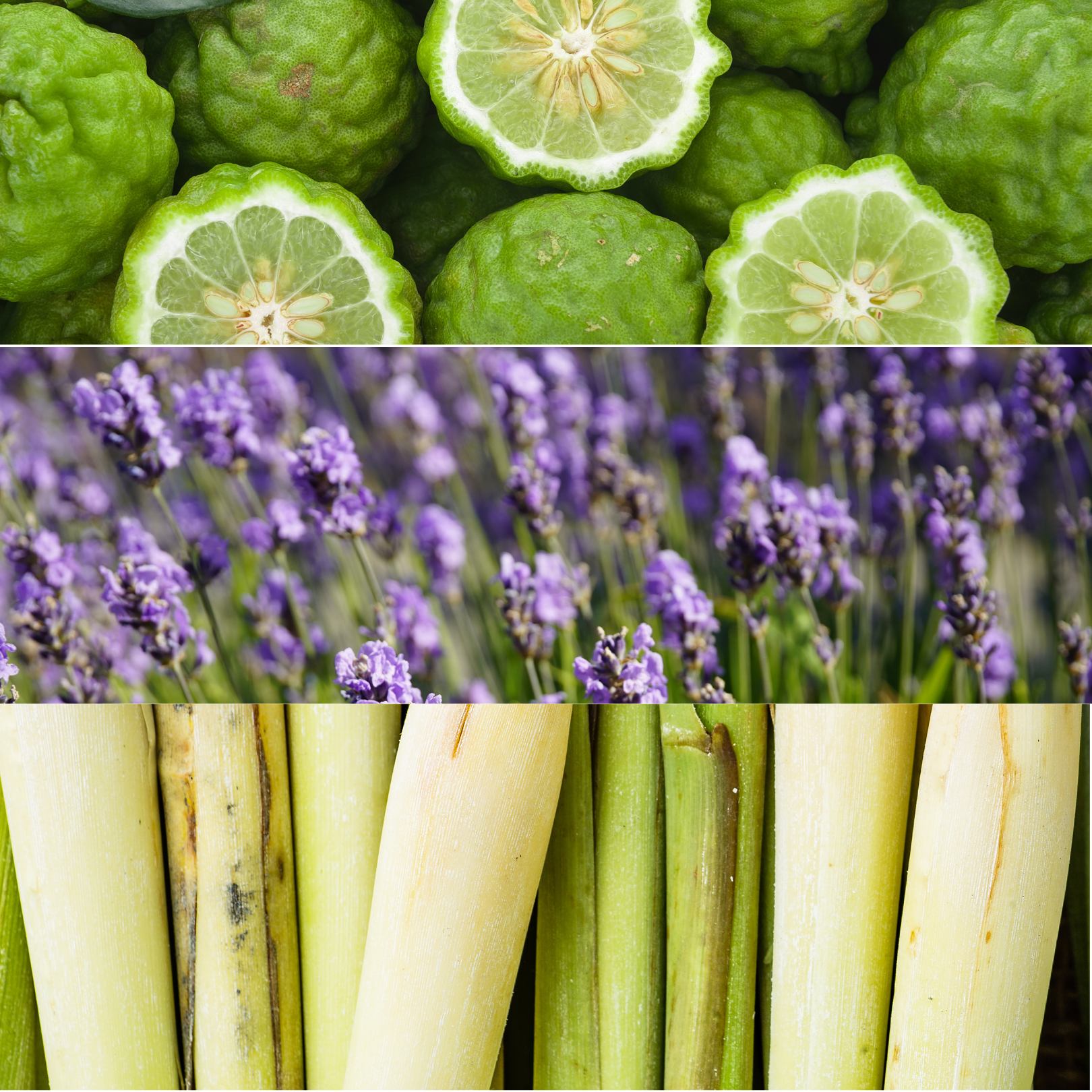 Aroma Scenting - Dew