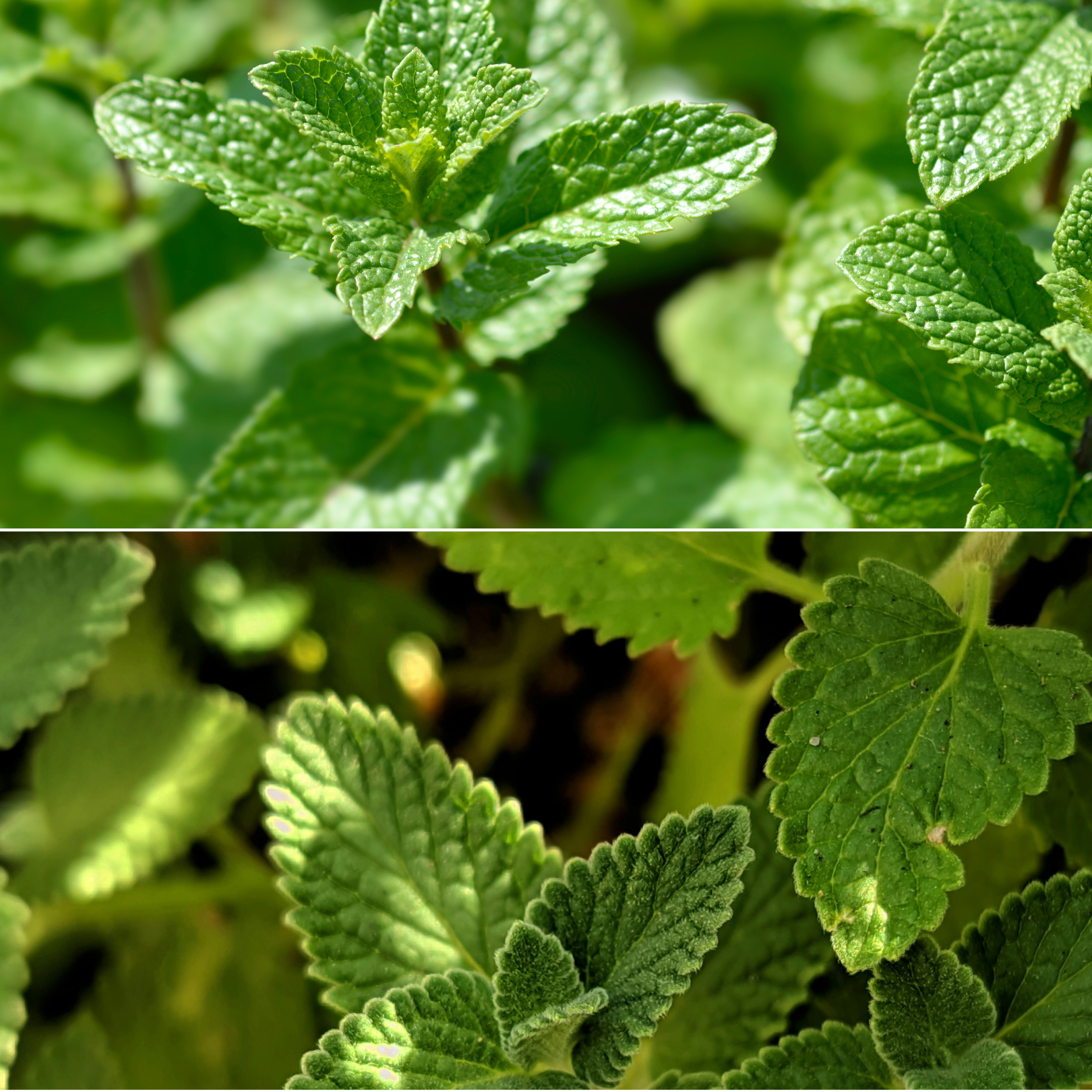 Aroma Scenting - Double Mint