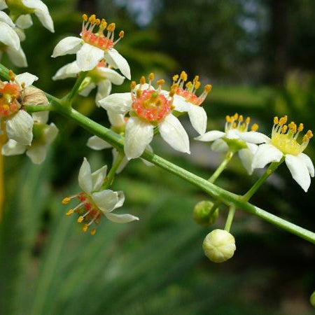 Frankincense Essential Oil