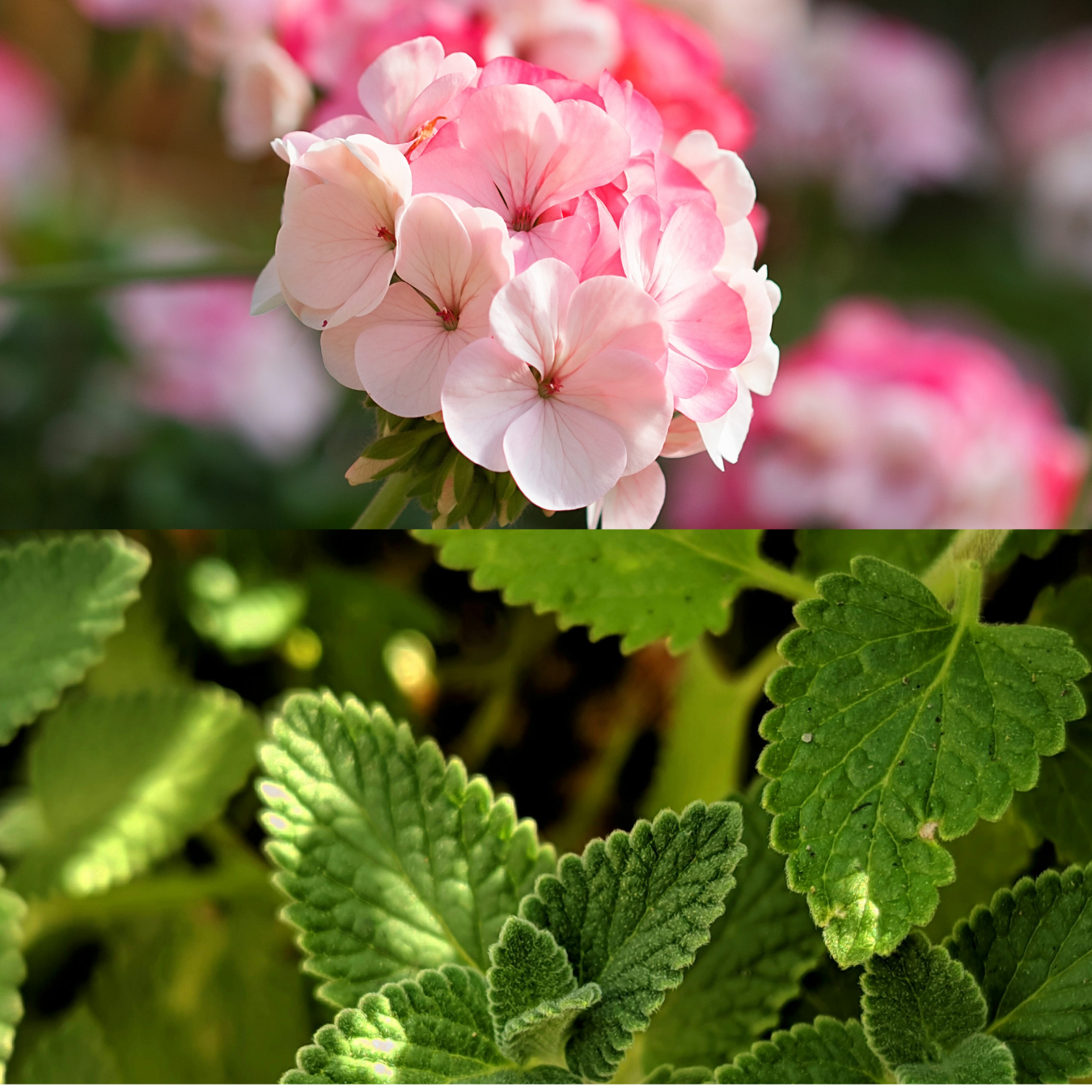 Aroma Scenting - Peaceful