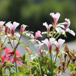 Geranium Essential Oil