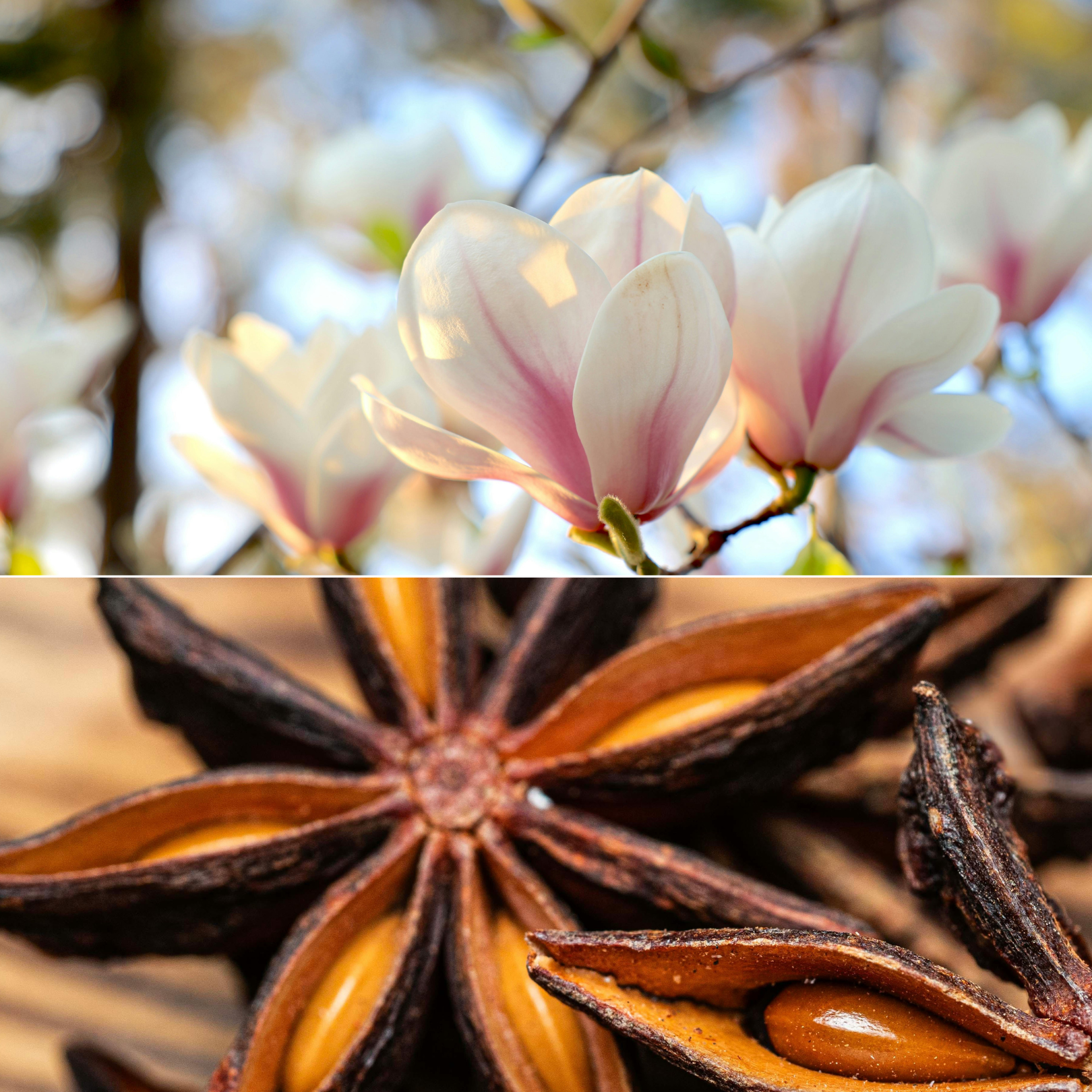 Aroma Scenting - Lullaby