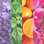 Aromatherapy Dream Massage Oil