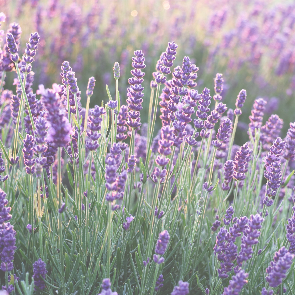 Lavender Essential Oil