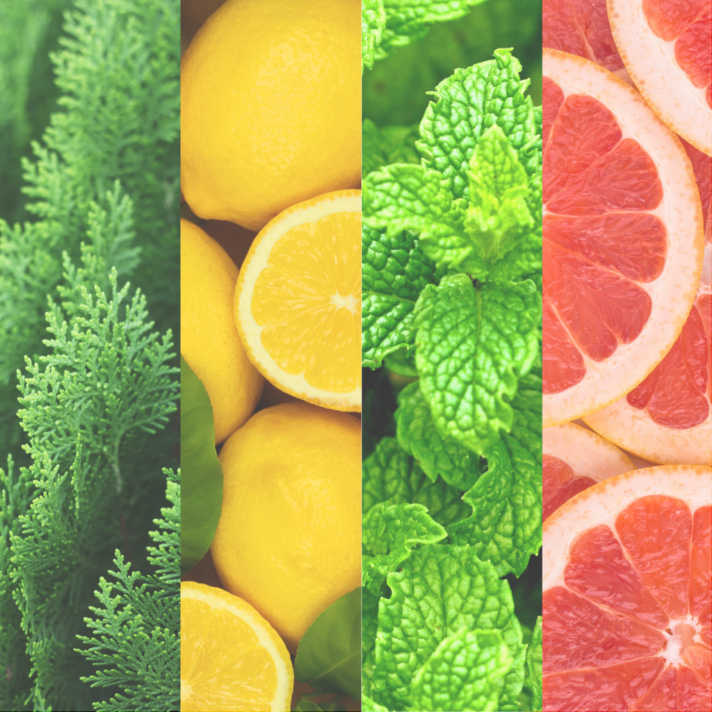 Aromatherapy Detox Massage Oil