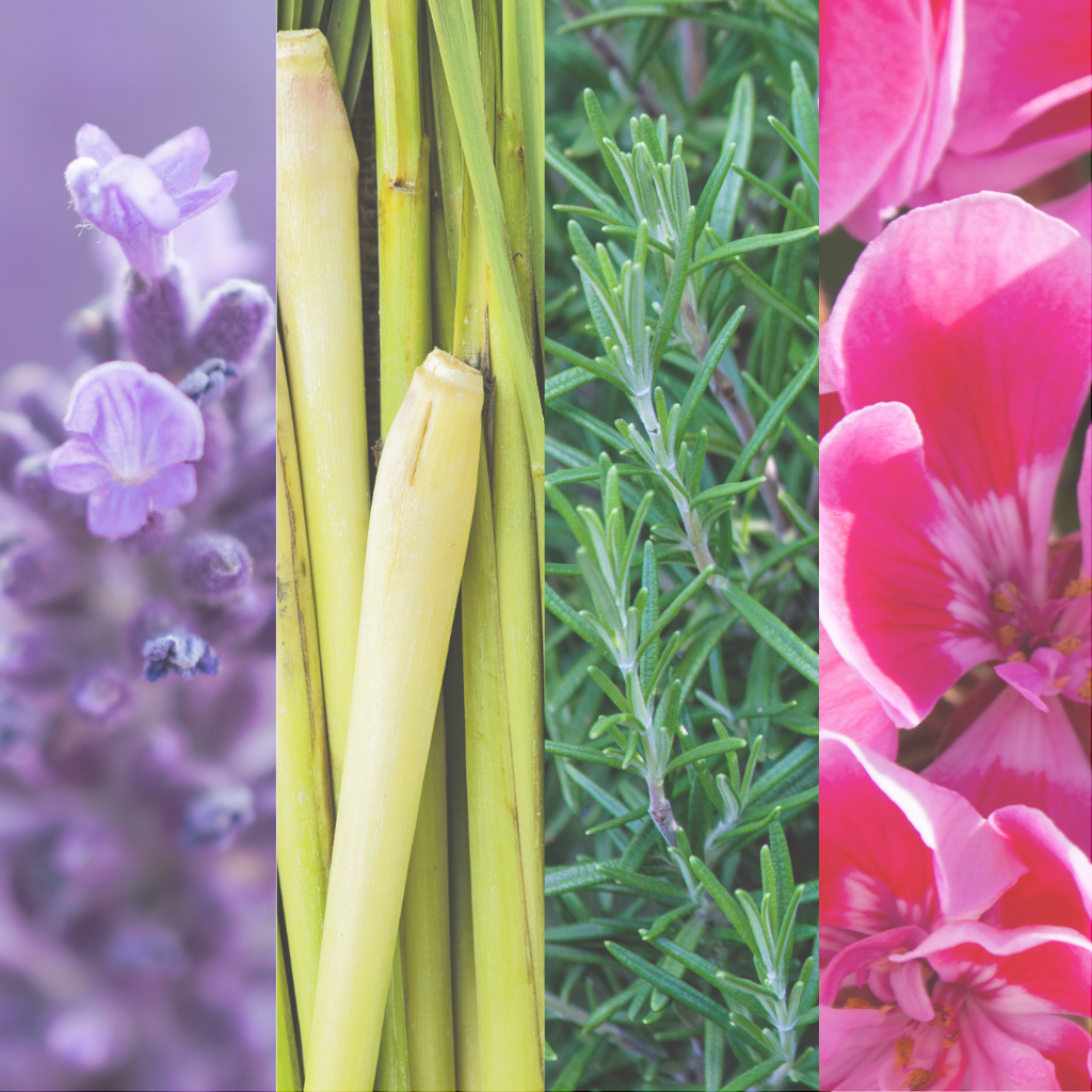 BuggerOff Essential Oil Mist