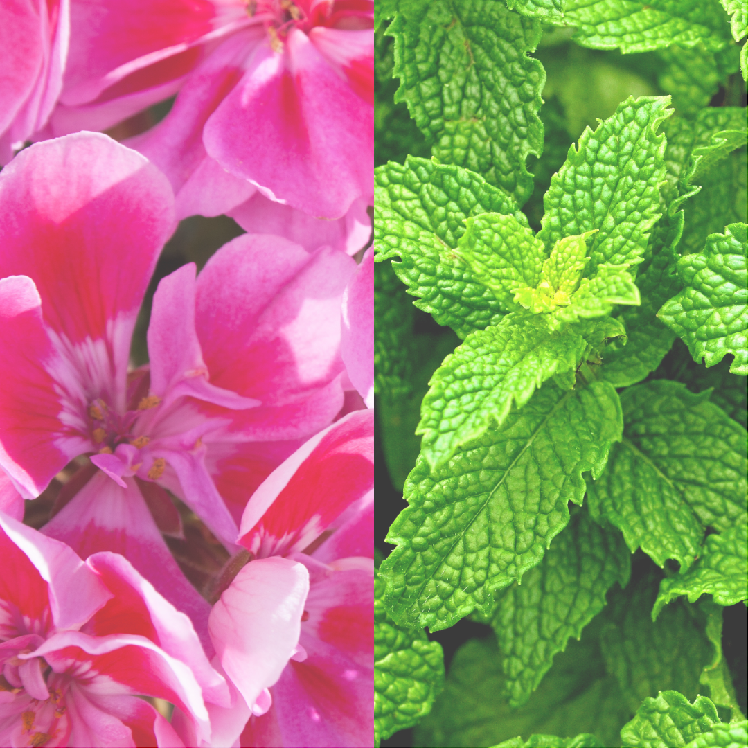 Geranium+Peppermint Reed Diffuser
