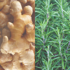 Hydrating Shampoo with Rosemary + Ginseng 250ml