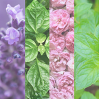 Itchy Essential Oil Roller Ball