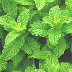 Peppermint Essential Oil