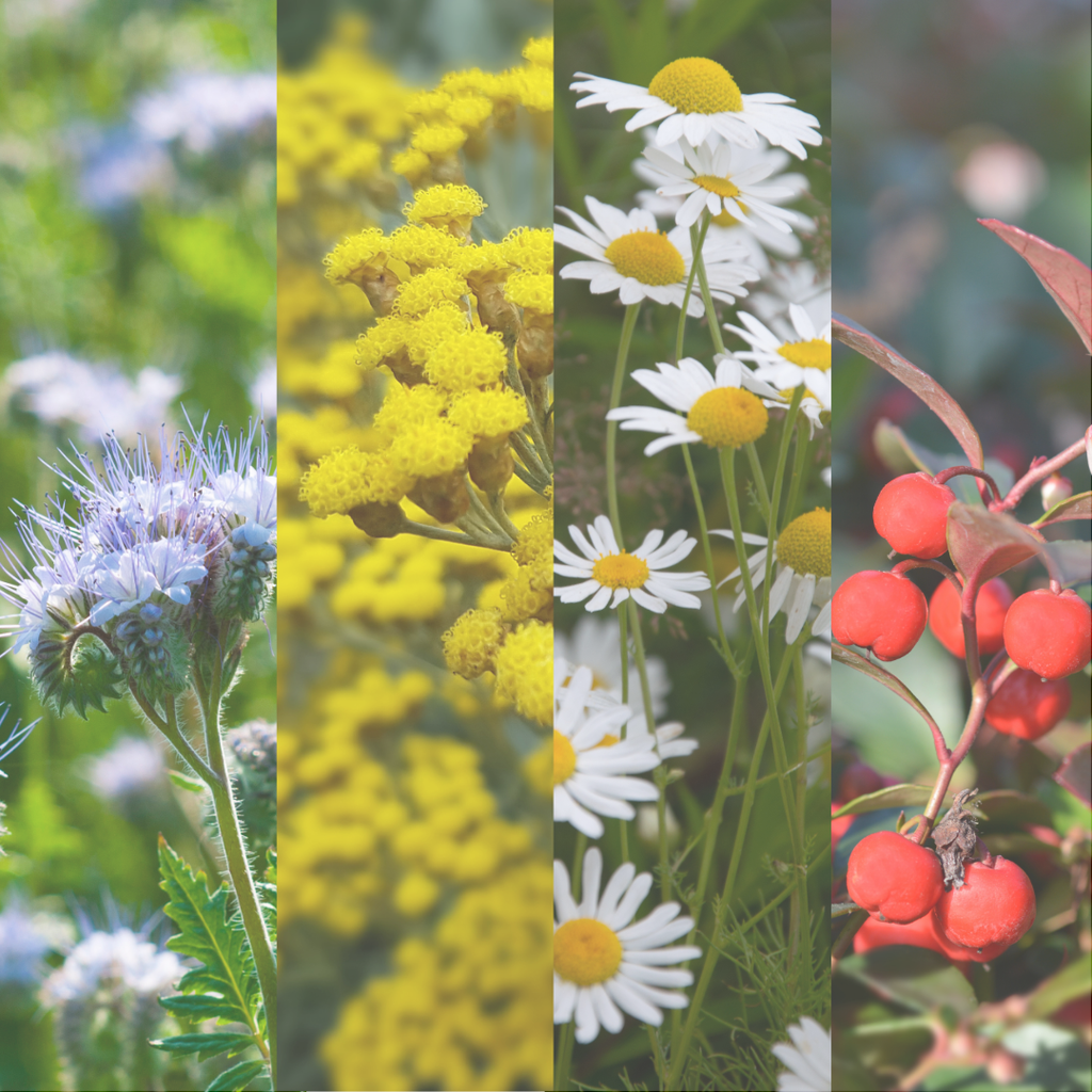 Repair Essential Oil Roller Ball