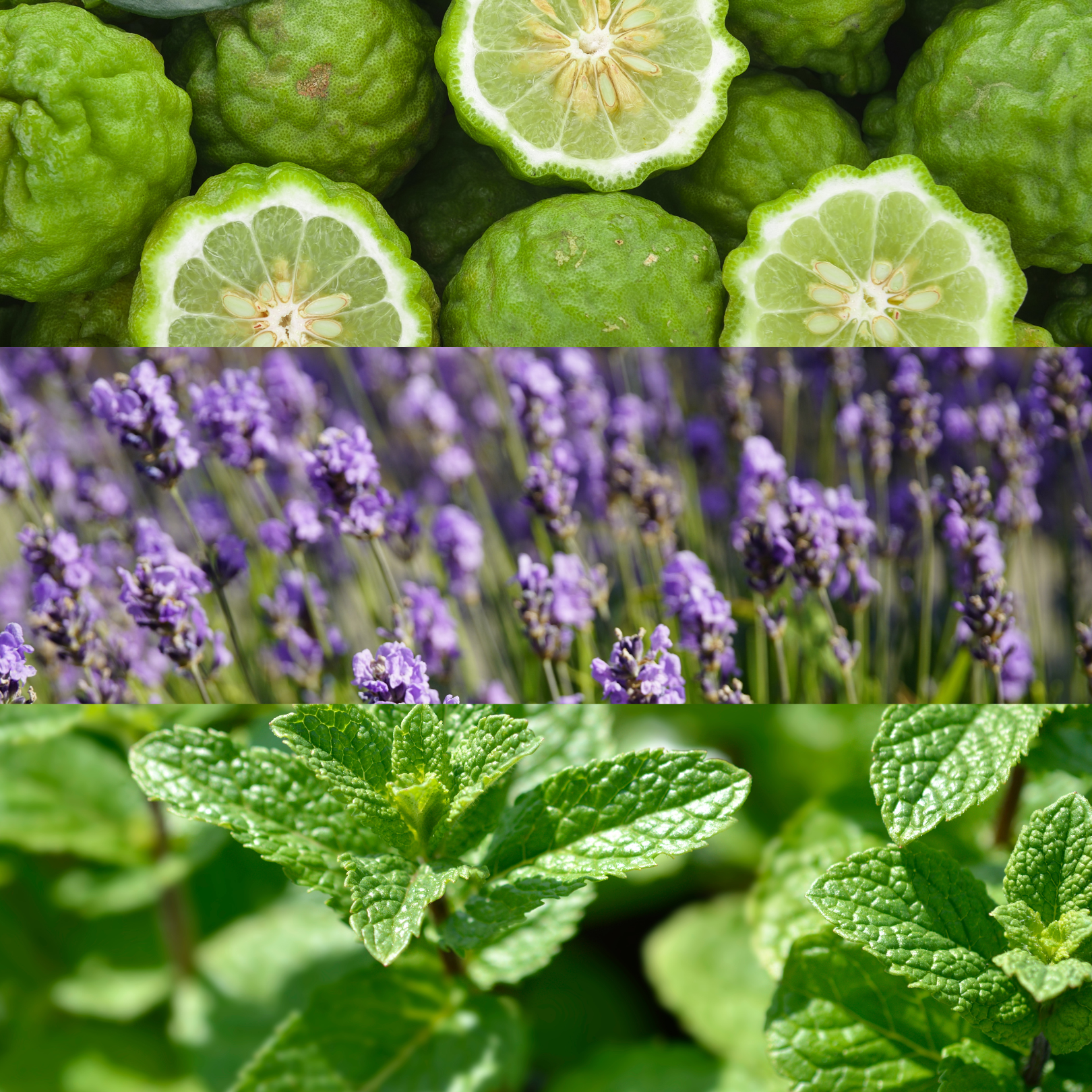 Aroma Scenting - Morning Breeze