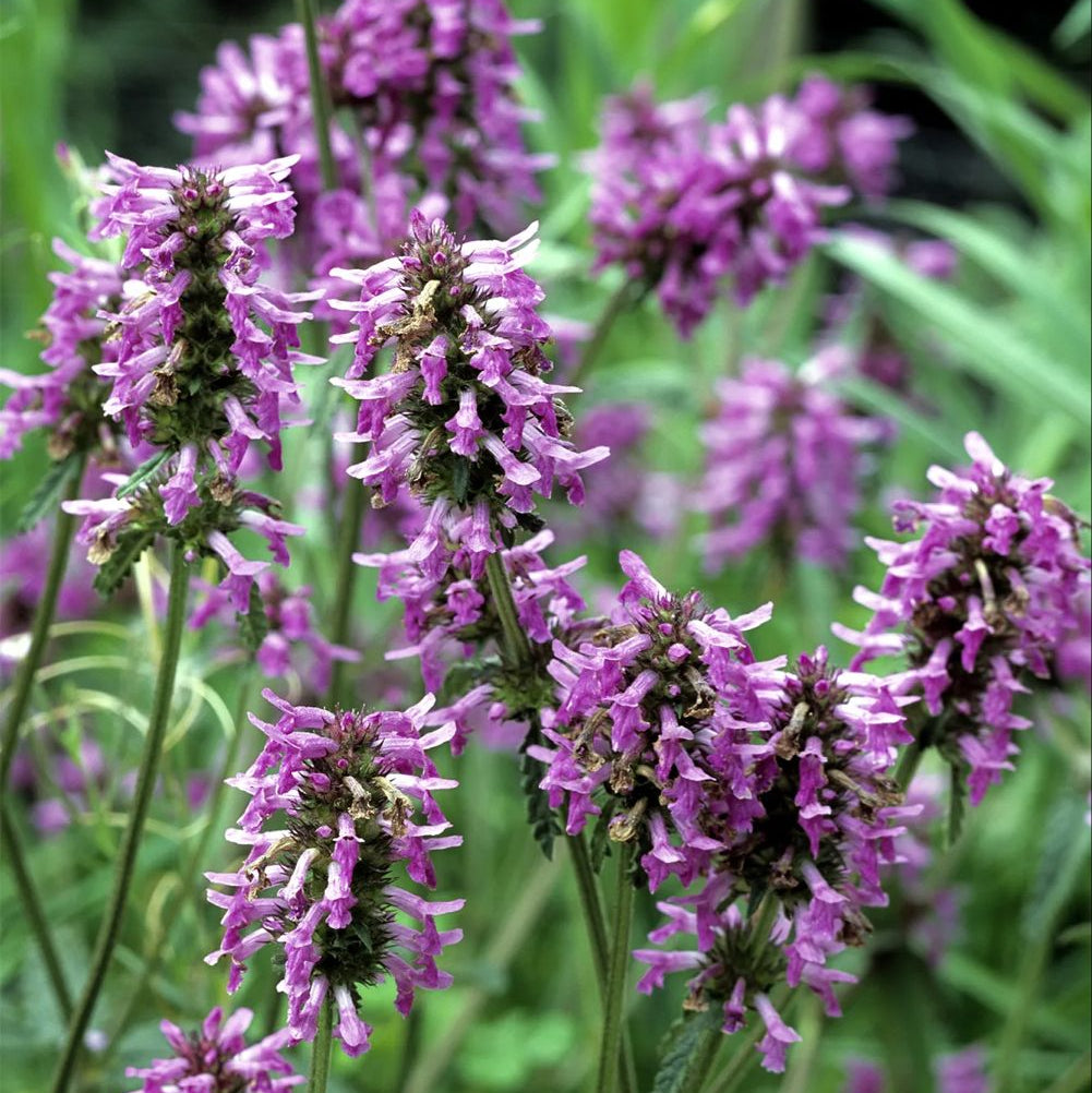 Patchouli Essential Oil