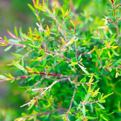 Tea Tree Essential Oil