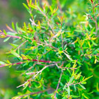 Tea Tree Essential Oil