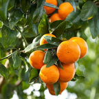 Sweet Orange Essential Oil