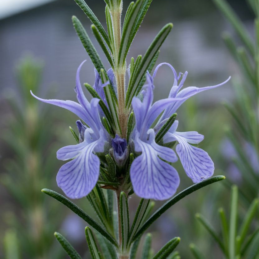 Rosemary ct Verbenone Essential Oil