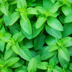 Spearmint Essential Oil