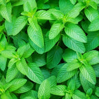 Spearmint Essential Oil