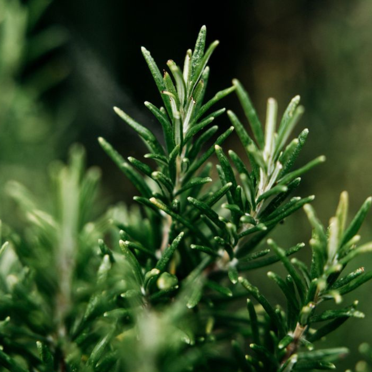 Rosemary ct Verbenone Essential Oil