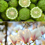 Aroma Scenting - Sweet Magnolia