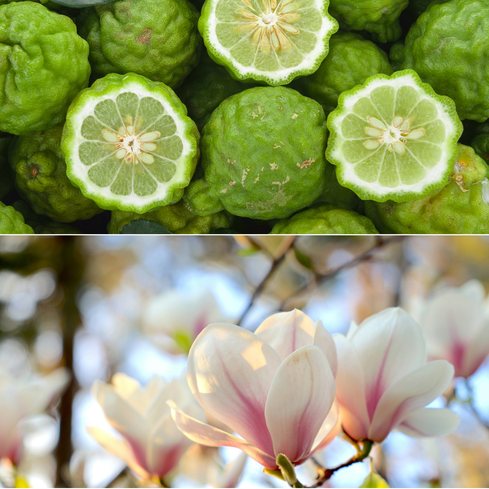 Aroma Scenting - Sweet Magnolia